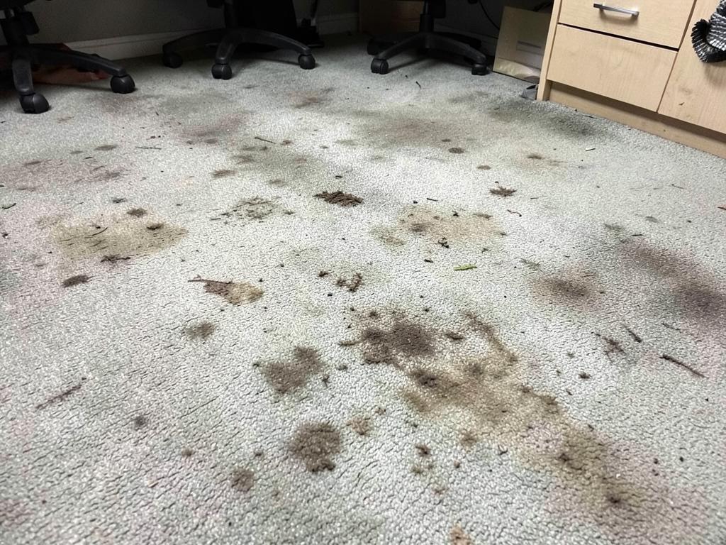 Teppichreinigung Büro — Vorher